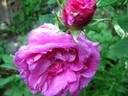 Reine des Centfeuilles rose photo