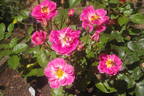 Shady Lady rose photo
