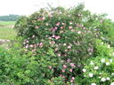 R. marginata rose photo