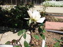 Tidewater rose photo