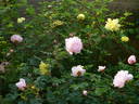 Double Yellow rose photo