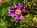 <i>Rosa woodsii</i> subsp. <i>ultramontana</i> (S. Watson) R.L. Taylor rose photo