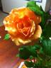 Slim Dusty rose photo