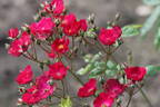 VISraporch rose photo