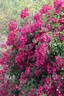 VISraporch rose photo