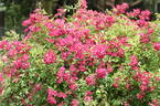 VISraporch rose photo