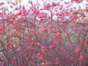 R. marginata rose photo