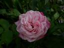 Alice Hoffmann rose photo