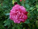 Alice Hoffmann rose photo