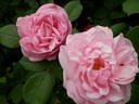 Anna Scharsach rose photo