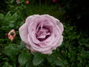Bering Renaissance ™ rose photo
