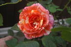 Supernova rose photo