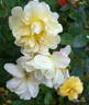 Burning Sun rose photo