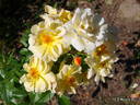 Burning Sun rose photo