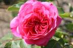Abrud rose photo