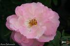 Anna Scharsach rose photo