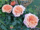 Lafayette Hit rose photo