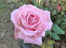 Brinessa rose photo