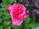 13 Ż Korpriwa x Sophisticate rose photo
