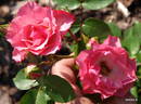 13 Ż Korpriwa x Sophisticate rose photo