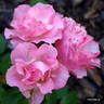 13 Ż Korpriwa x Sophisticate rose photo