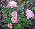 13 Ż Korpriwa x Sophisticate rose photo