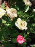 13 Ż Korpriwa x Sophisticate rose photo