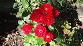 Dragon's Blood rose photo