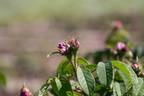 Comtesse Doria rose photo
