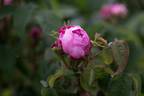 Comtesse Doria rose photo