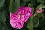 Comtesse Doria rose photo