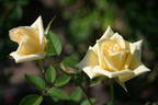Butter Cream ™ rose photo