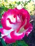 Dina Gee rose photo