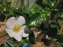 SV-2013-BxRMW rose photo