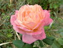 Fascination rose photo