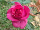 The Wright Brothers rose photo
