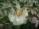 Blanche du Bollwerk peony photo