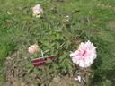Baume de Provence peony photo