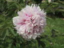 Baume de Provence peony photo