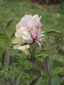 Baume de Provence peony photo