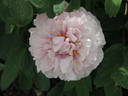 Carnea Plena peony photo