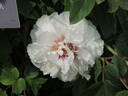 Lambertiana peony photo