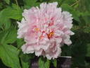 Louise Mouchelet peony photo