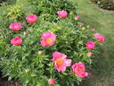 Flame peony photo