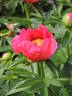 Flame peony photo