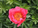 Flame peony photo