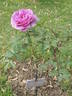 Victor Lemoine peony photo