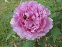 Victor Lemoine peony photo