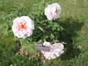 Henri Renault peony photo