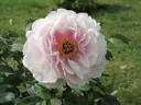 Henri Renault peony photo